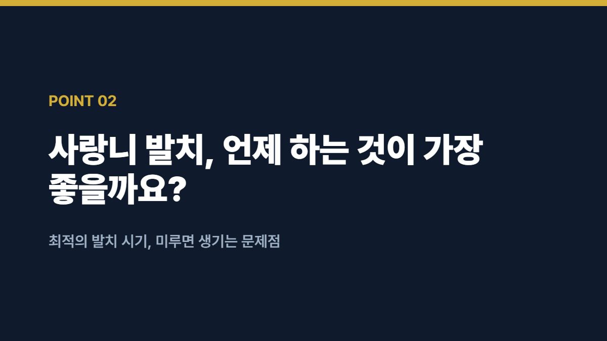 사랑니 발치